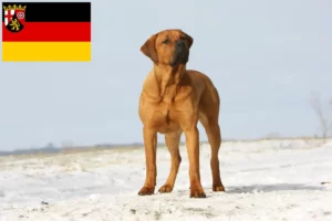Read more about the article Criadores de Tosa e cachorros na Renânia-Palatinado
