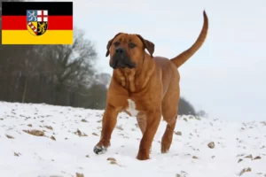 Read more about the article Criadores de Tosa e cachorros no Sarre