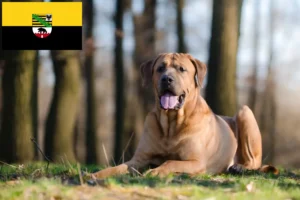 Read more about the article Criadores de Tosa e cachorros em Saxónia-Anhalt