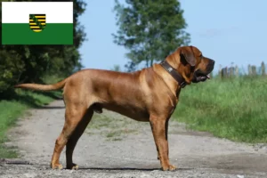 Read more about the article Criadores de Tosa e cachorros na Saxónia