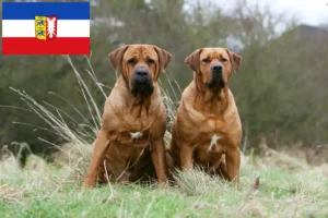Read more about the article Criadores de Tosa e cachorros em Schleswig-Holstein