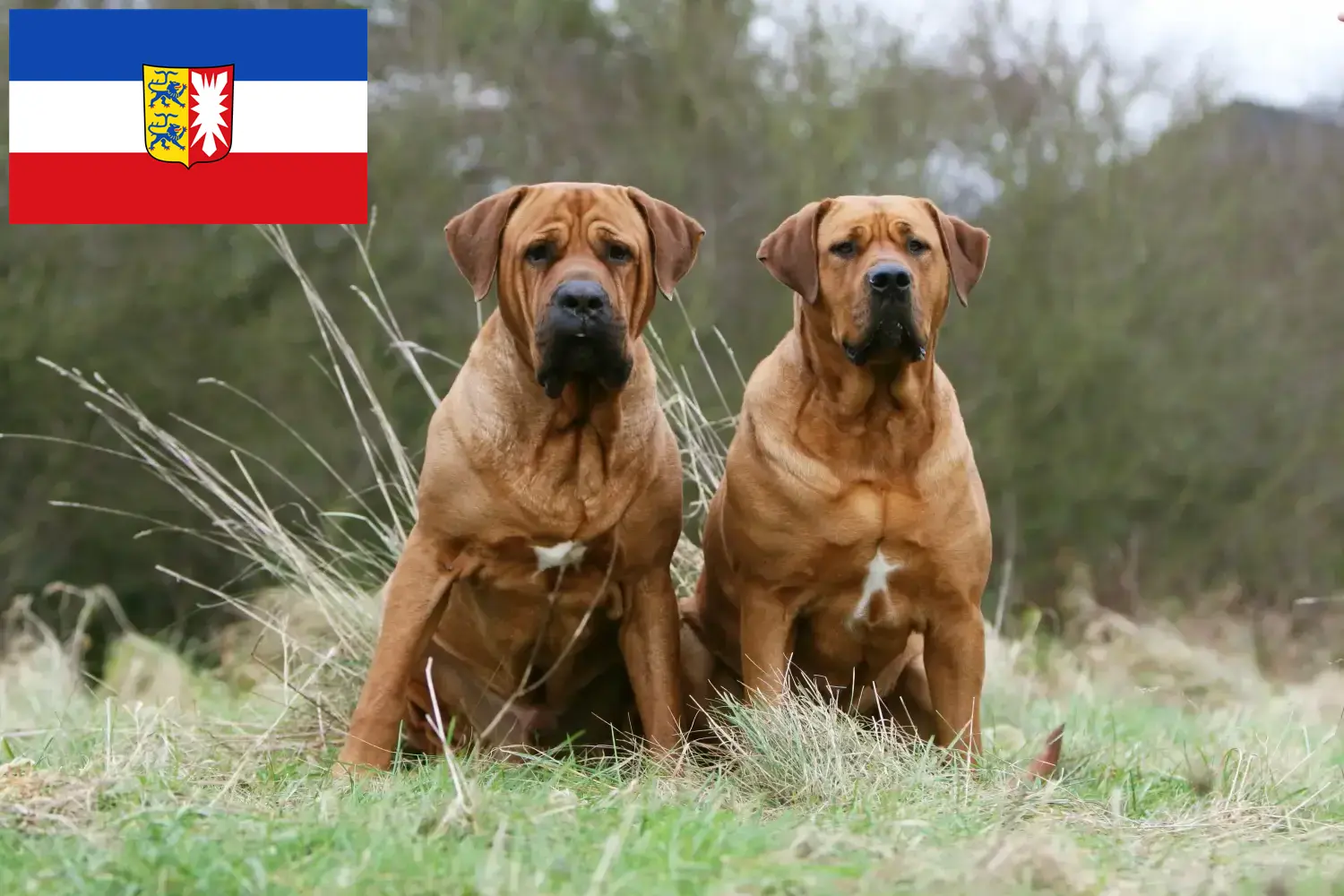 Read more about the article Criadores de Tosa e cachorros em Schleswig-Holstein