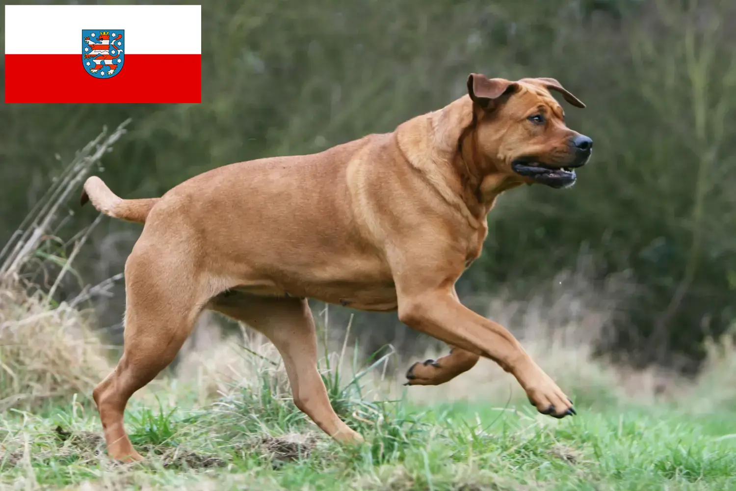 Read more about the article Criadores de Tosa e cachorros na Turíngia