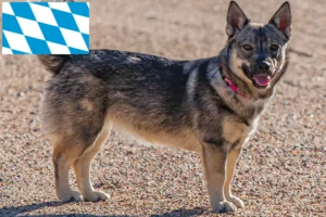 Read more about the article Criadores de Västgötaspets e cachorros na Baviera