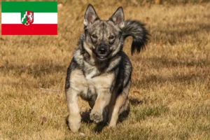 Read more about the article Criadores de Västgötaspets e cachorros na Renânia do Norte-Vestefália