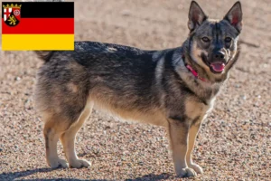 Read more about the article Criadores de Västgötaspets e cachorros na Renânia-Palatinado