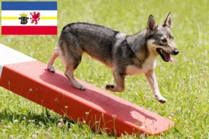 Read more about the article Criadores de Västgötaspets e cachorros em Mecklenburg-Vorpommern
