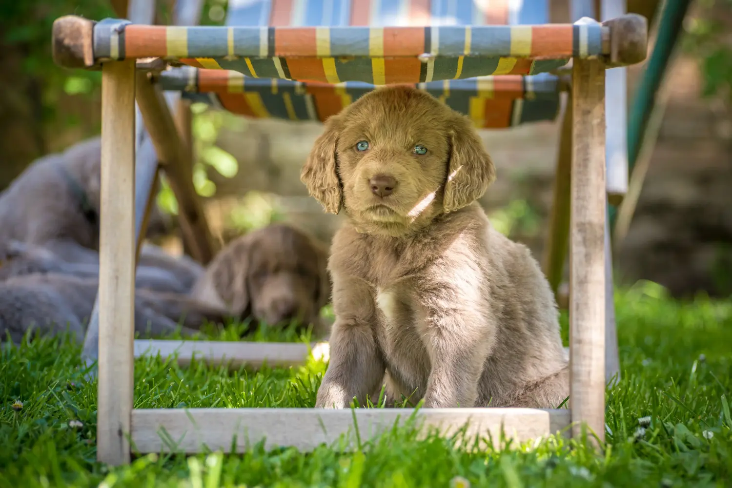 Comprar um cachorro Weimaraner significa assumir responsabilidades! Comprar cachorros Weimaraner.