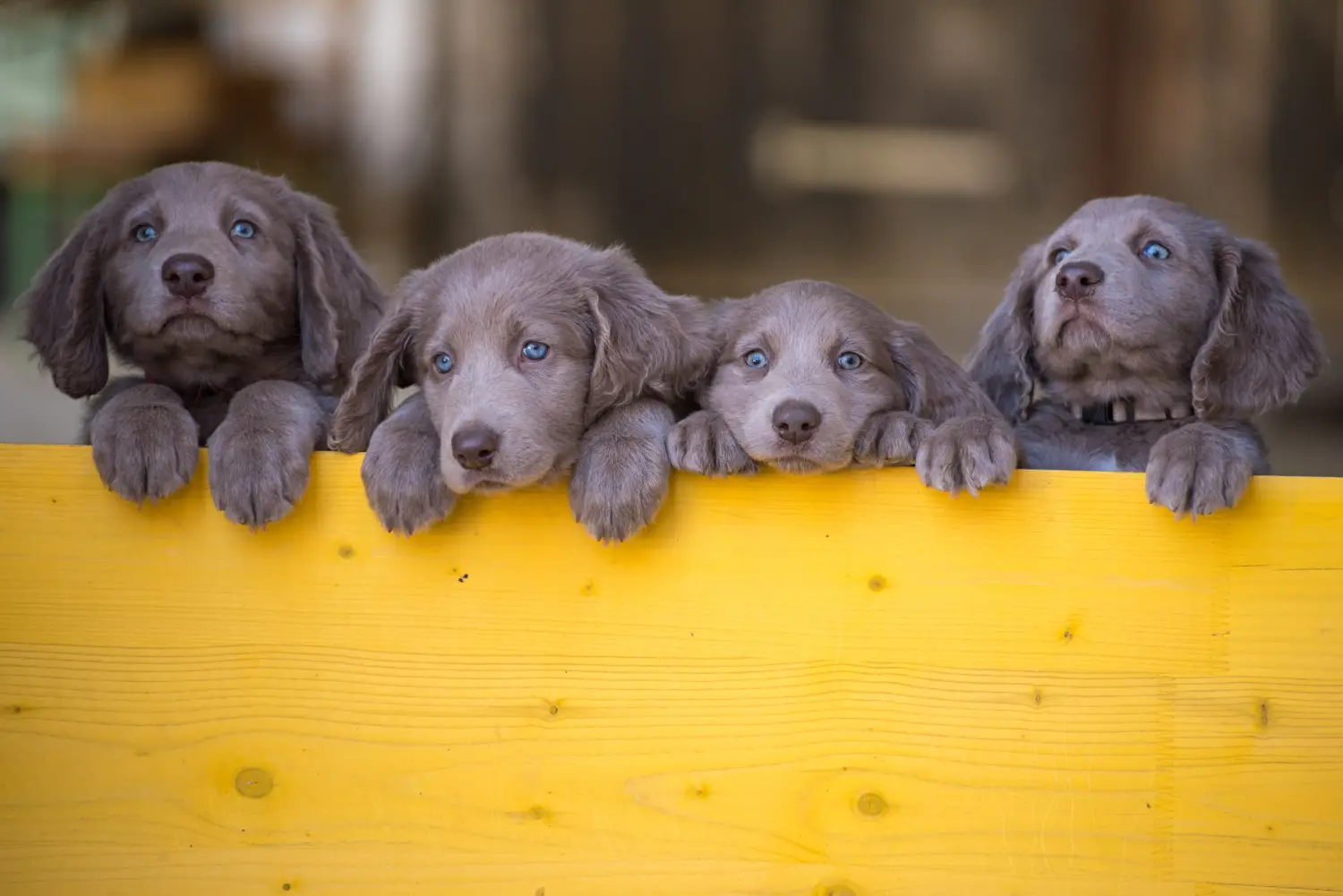 Comprar um cachorro Weimaraner significa assumir responsabilidades! Comprar cachorros Weimaraner.