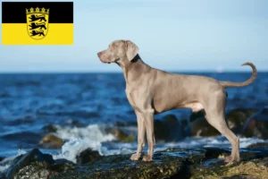 Read more about the article Criadores de Weimaraner e cachorros em Baden-Württemberg