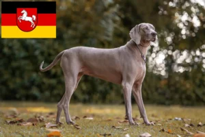 Read more about the article Criadores de Weimaraner e cachorros na Baixa Saxónia