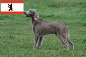Read more about the article Criadores de Weimaraner e cachorros em Berlim