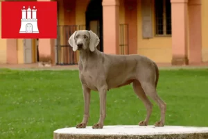 Read more about the article Criadores de Weimaraner e cachorros em Hamburgo