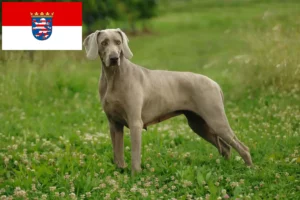 Read more about the article Criadores de Weimaraner e cachorros em Hessen