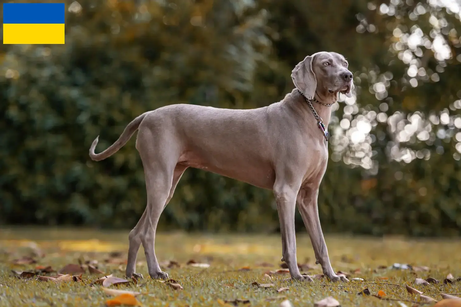 Weimaraner cachorros e criadores Ucrânia Aqui pode encontrar criadores de Weimaraner na Ucrânia.