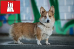 Read more about the article Criadores de Welsh Corgi e cachorros em Hamburgo