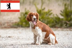 Read more about the article Criadores de Welsh Springer Spaniel e cachorros em Berlim