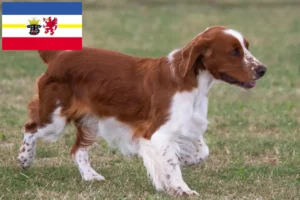 Read more about the article Criadores de Welsh Springer Spaniel e cachorros em Mecklenburg-Vorpommern