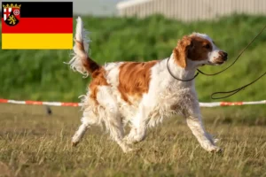 Read more about the article Criadores de Welsh Springer Spaniel e cachorros em Renânia-Palatinado