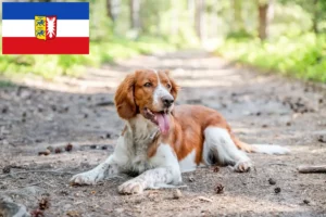 Read more about the article Criadores de Welsh Springer Spaniel e cachorros em Schleswig-Holstein