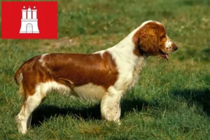 Read more about the article Criadores de Welsh Springer Spaniel e cachorros em Hamburgo