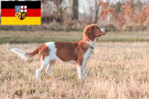 Read more about the article Criadores de Welsh Springer Spaniel e cachorros em Saarland