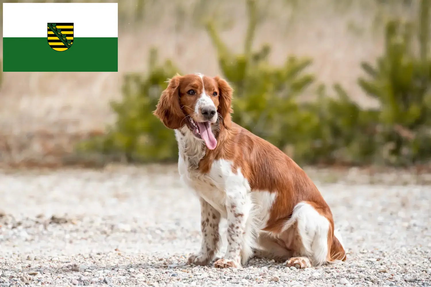 Read more about the article Criadores de Welsh Springer Spaniel e cachorros em Saxónia