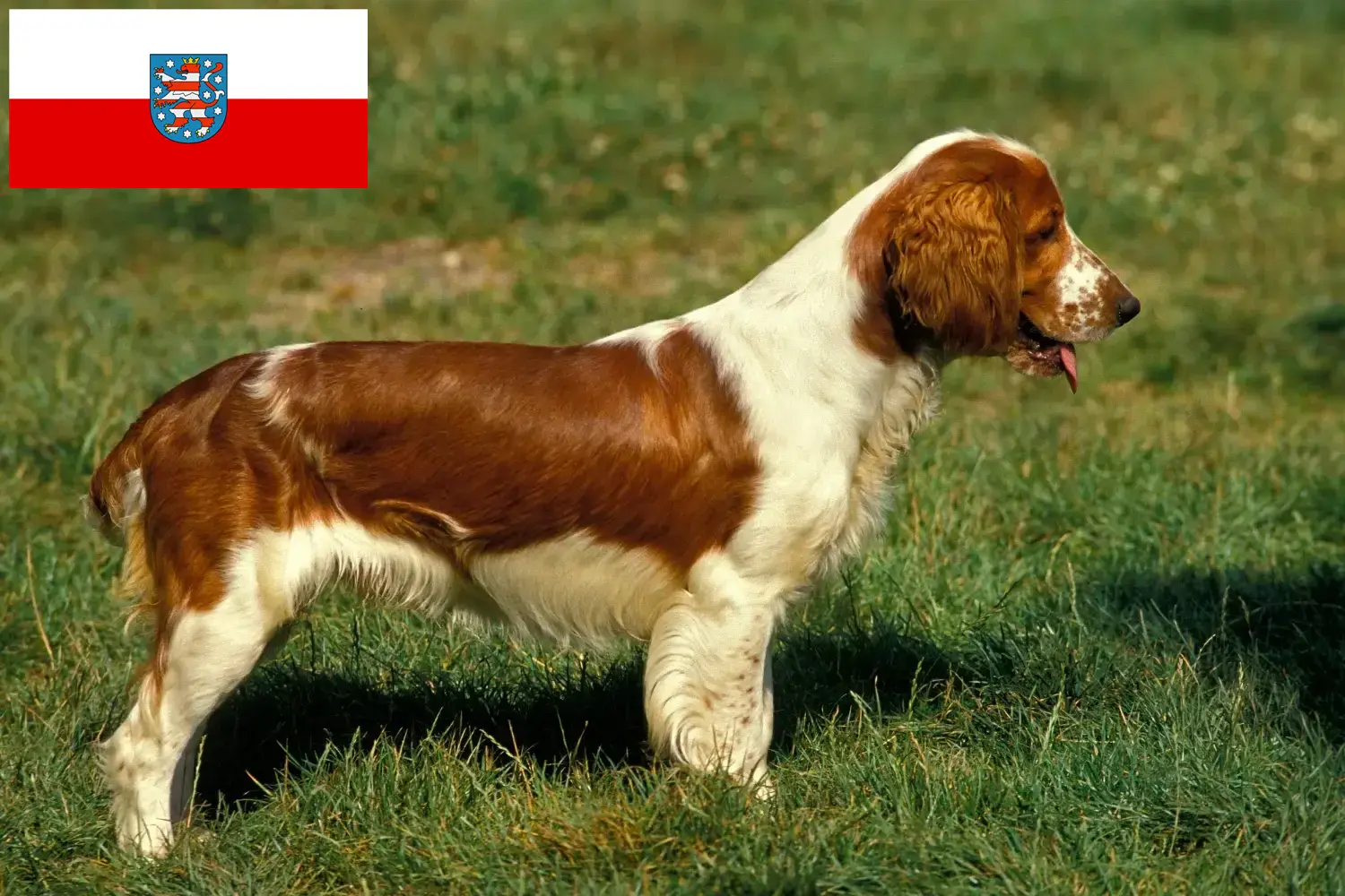 Read more about the article Criadores de Welsh Springer Spaniel e cachorros em Thuringia
