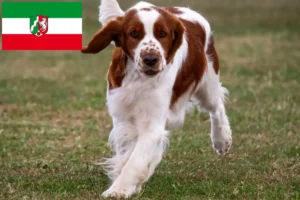 Read more about the article Criadores de Welsh Springer Spaniel e cachorros na Renânia do Norte-Vestefália