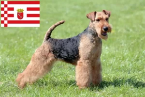 Read more about the article Criadores de Welsh Terrier e cachorros em Bremen