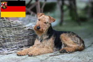 Read more about the article Criadores de Welsh Terrier e cachorros em Renânia-Palatinado