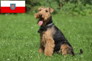 Read more about the article Criadores de Welsh Terrier e cachorros em Thuringia