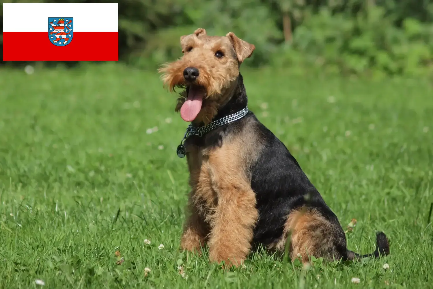Read more about the article Criadores de Welsh Terrier e cachorros em Thuringia