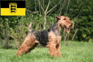 Read more about the article Criadores de Welsh Terrier e cachorros em Baden-Württemberg