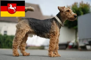 Read more about the article Criadores de Welsh Terrier e cachorros na Baixa Saxónia