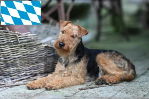 Read more about the article Criadores de Welsh Terrier e cachorros em Bavaria