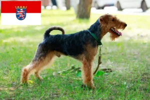 Read more about the article Criadores de Welsh Terrier e cachorros em Hessen
