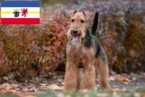 Read more about the article Criadores de Welsh Terrier e cachorros em Mecklenburg-Vorpommern