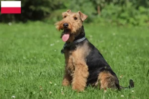 Read more about the article Criadores de Welsh Terrier e cachorros na Polónia