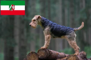 Read more about the article Criadores de Welsh Terrier e cachorros em Renânia do Norte-Vestefália