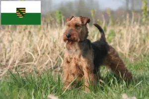 Read more about the article Criadores de Welsh Terrier e cachorros em Saxónia