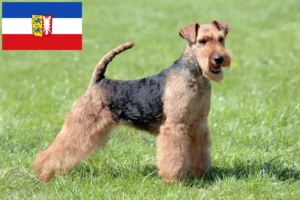 Read more about the article Criadores de Welsh Terrier e cachorros em Schleswig-Holstein