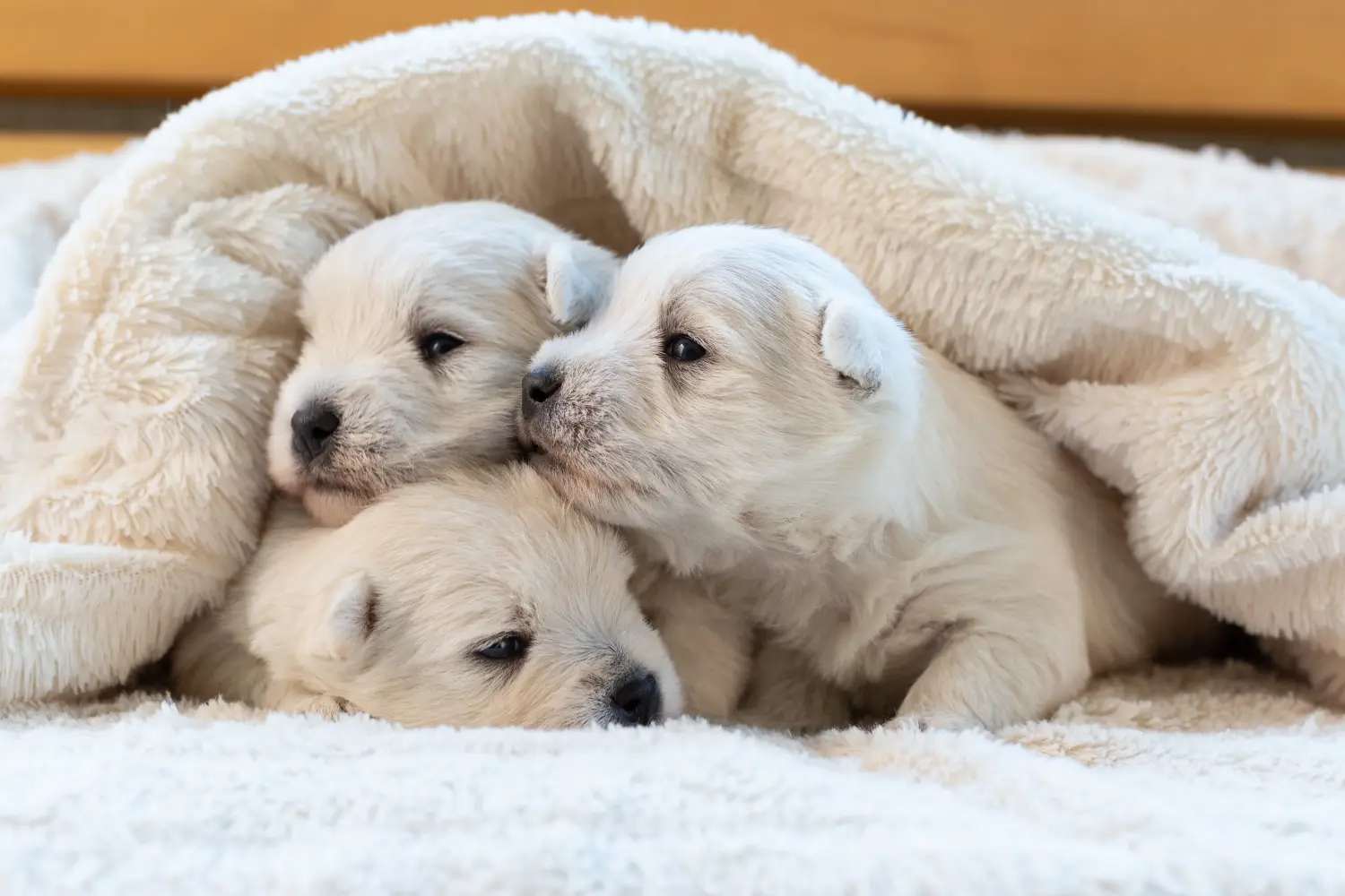 Comprar um cachorro Westie significa assumir responsabilidades! Comprar cachorros Westie.