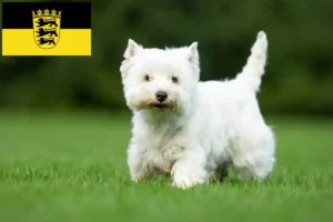 Read more about the article Criadores de Westie e cachorros em Baden-Württemberg