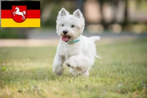 Read more about the article Criadores de Westie e cachorros na Baixa Saxónia
