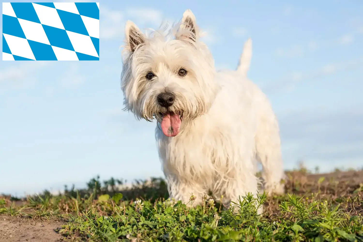 Read more about the article Criadores de Westie e cachorros na Baviera