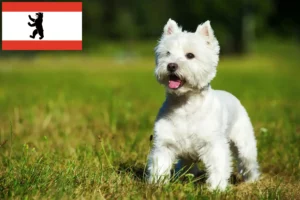 Read more about the article Criadores de Westie e cachorros em Berlim