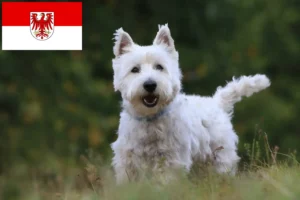 Read more about the article Criadores de Westie e cachorros em Brandenburg