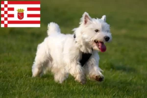 Read more about the article Criadores de Westie e cachorros em Bremen