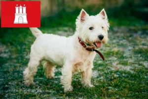 Read more about the article Criadores de Westie e cachorros em Hamburgo
